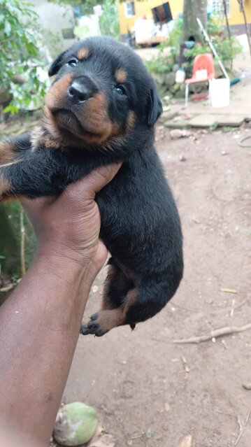 Rottweiler