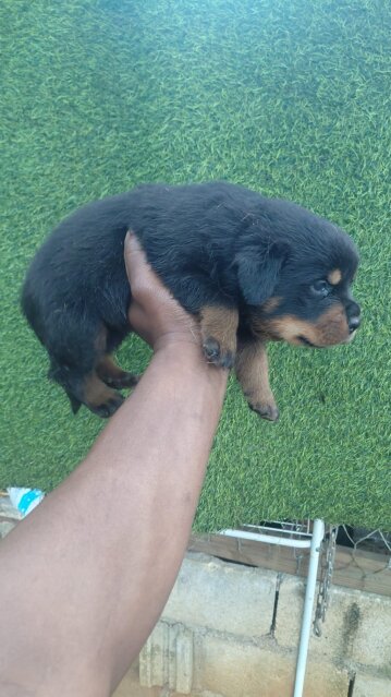 Rottweiler Dogs Linstead