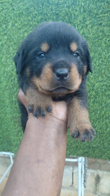 Rottweiler