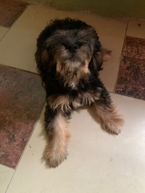 Female Shih Tzu