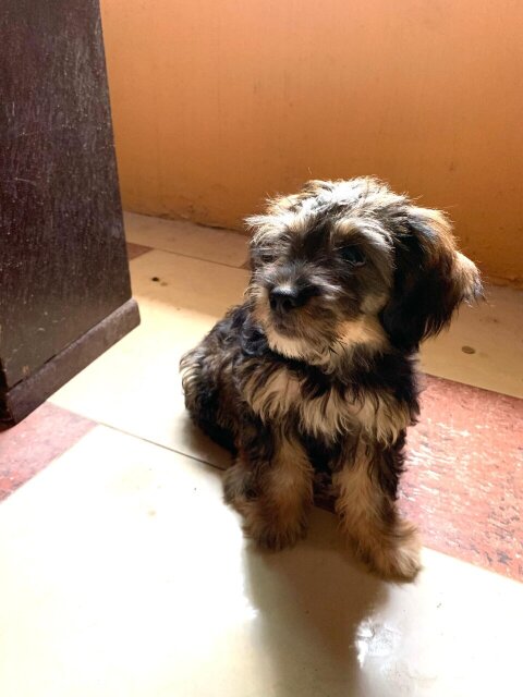 Female Shih Tzu