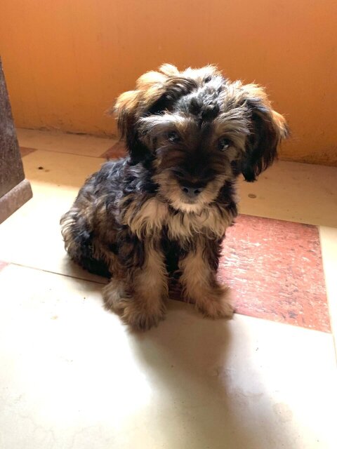 Female Shih Tzu Dogs Spanish Town