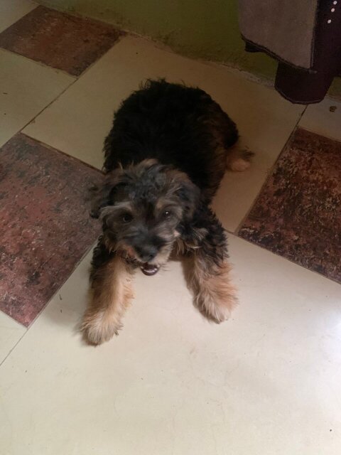 Female Shih Tzu