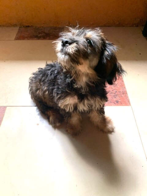 Female Shih Tzu