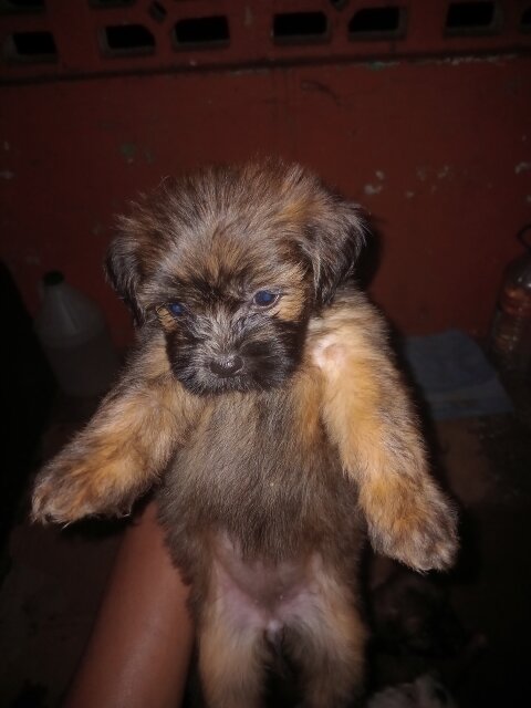 Shitzu Mixed With Pomeranian Dogs Maypen