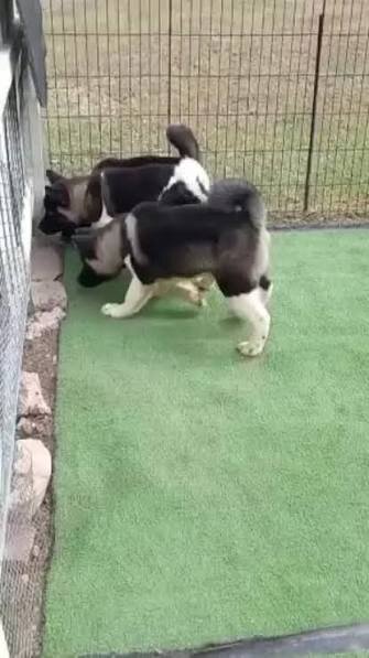 Akita Puppies For Sale Dogs Port Maria