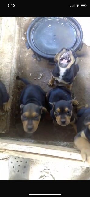 Rottweiler Mix