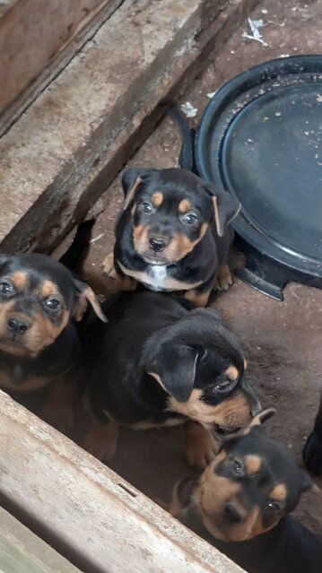 Rottweiler Mix Dogs Linstead