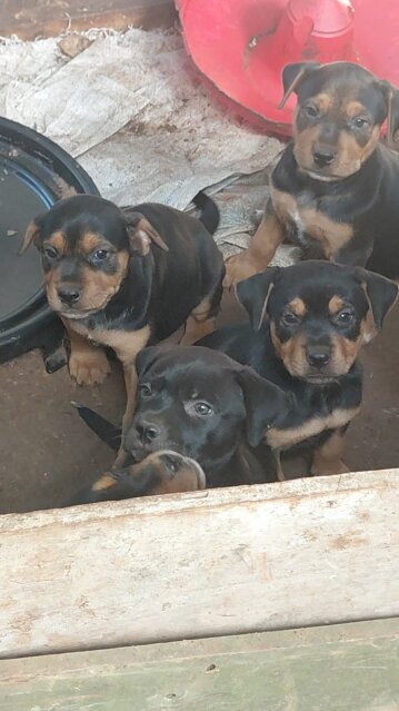 Rottweiler Mix