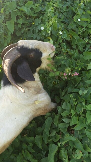 Healthy Billy/Rammy Goat