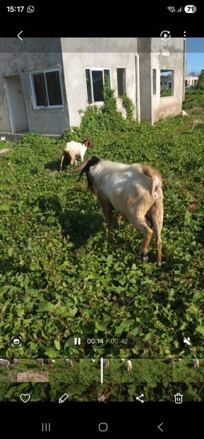 Healthy Billy/Rammy Goat