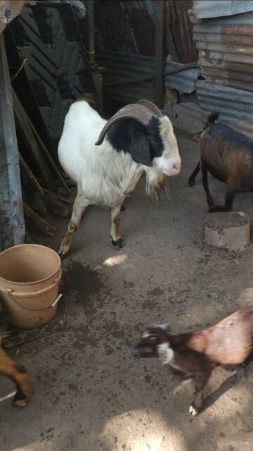 Healthy Billy/Rammy Goat
