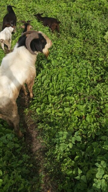 Healthy Billy/Rammy Goat Livestock Greenwich