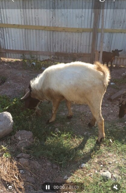 Healthy Billy Goat For SALE! Livestock Greenwich