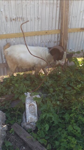 Healthy Billy Goat For SALE!
