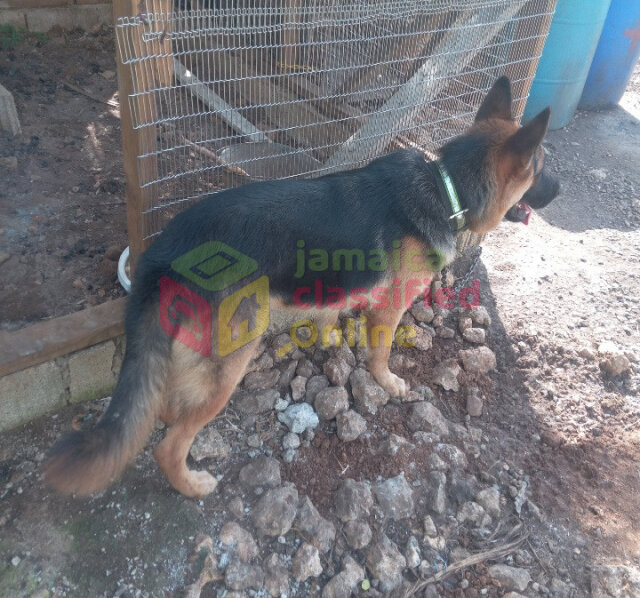 German Shepherd(Stud Service) Dogs Maypen