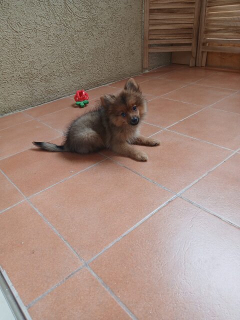 Female Pameranian Puppy