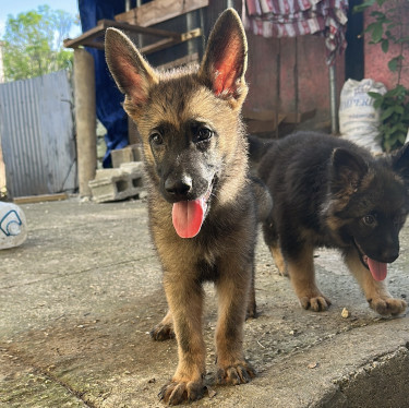 Male Malinois Shepherd For Sale  Dogs Montego Bay