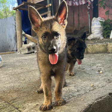 Male Malinois Shepherd For Sale 