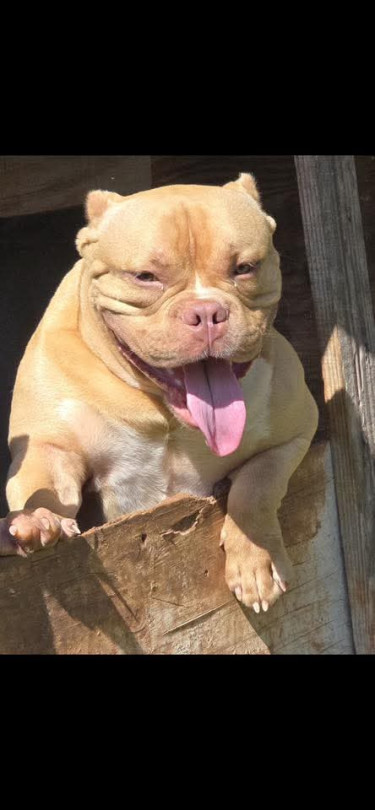 1 Year Old Male American Bully  Dogs Spanish Town 