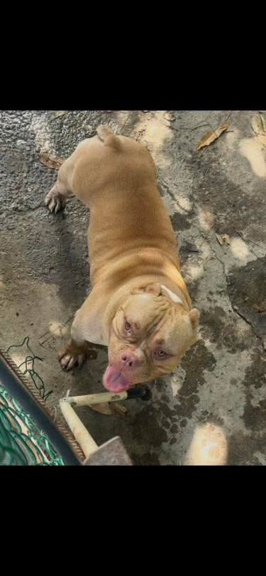 1 Year Old Male American Bully 