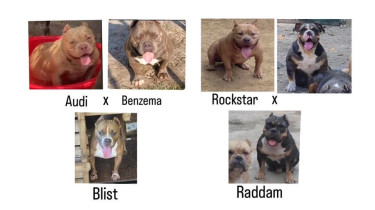 1 Year Old Male American Bully 