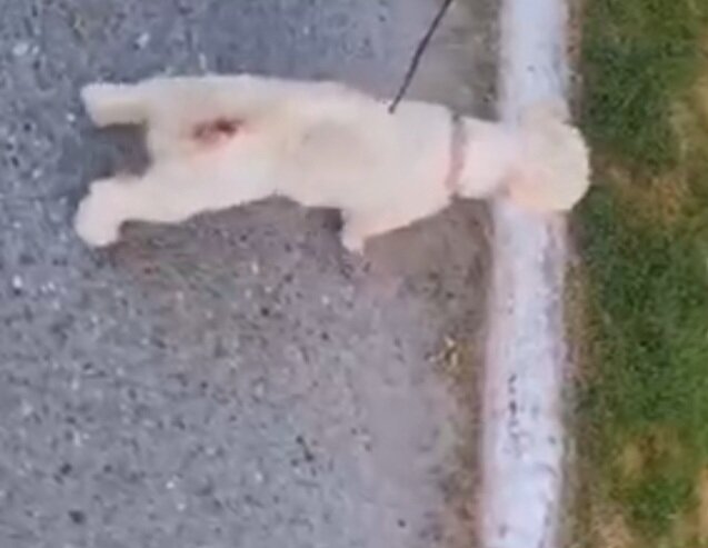 Poodle Dogs Portmore