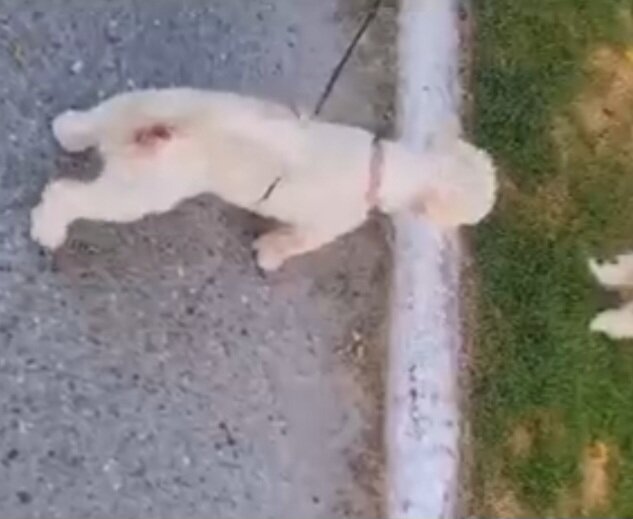Poodle
