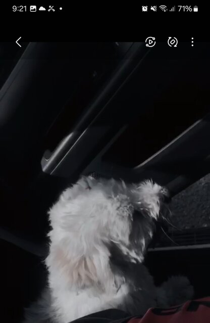 Poodle