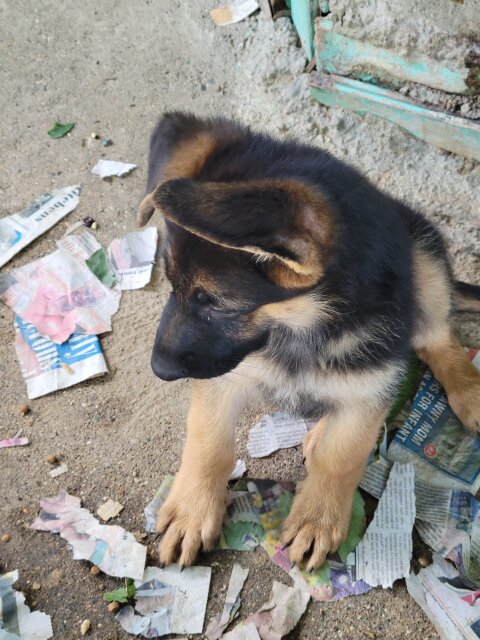 German Shepherd Puppies Female