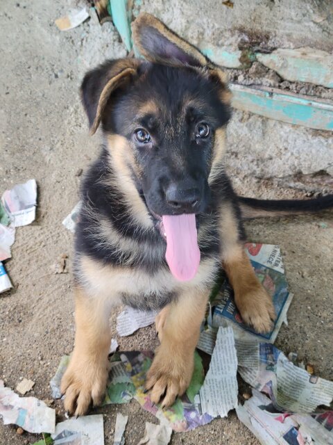 German Shepherd Puppies Female Dogs Kingston