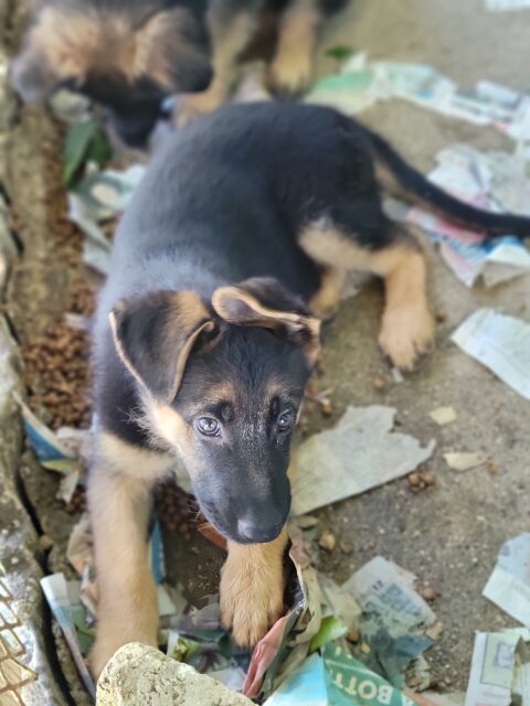 German Shepherd Puppies Female