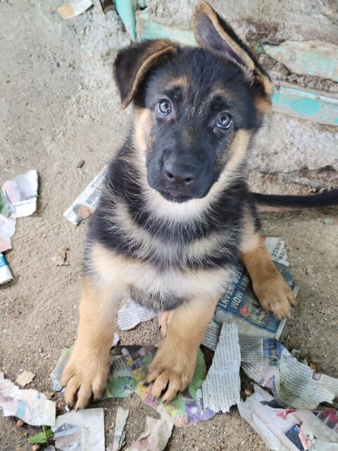 German Shepherd Puppies Female