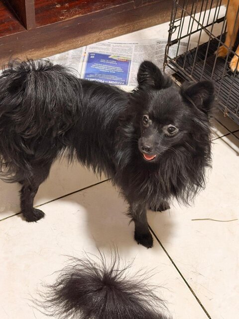 Toy Pomeranian/chihuahua Dogs Spanish Town