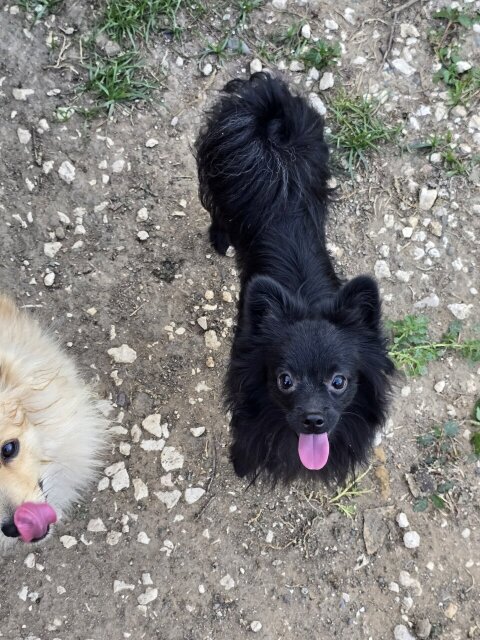 Toy Pomeranian/chihuahua