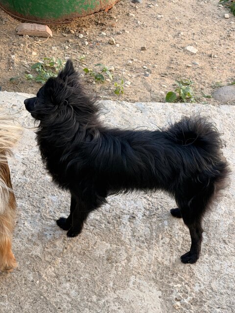 Toy Pomeranian/chihuahua