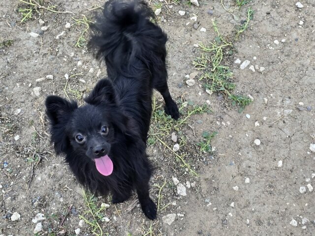 Toy Pomeranian/chihuahua