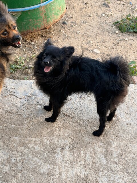 Toy Pomeranian/chihuahua