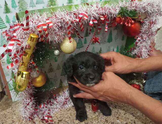 Shihtzu Puppy