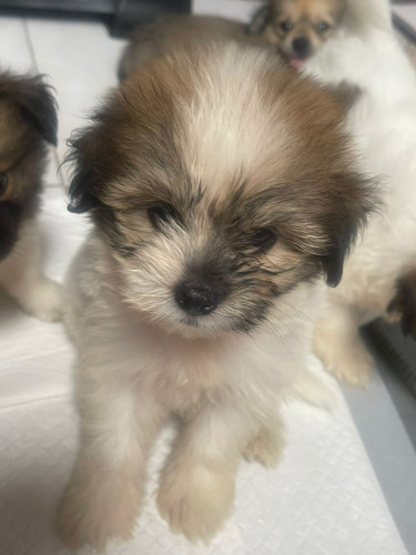 Puppy For Sale Dogs 40k Got 2 First Shot Shizhu X Pom