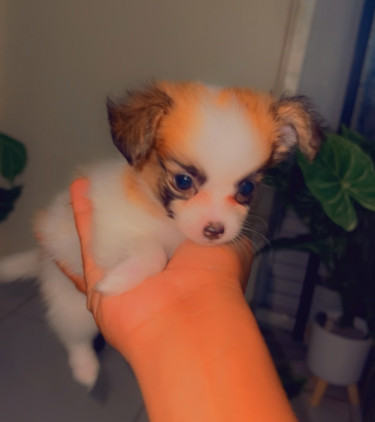 Pomeranian Mix Puppies  Dogs Portmore 
