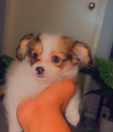 Pomeranian Mix Puppies 