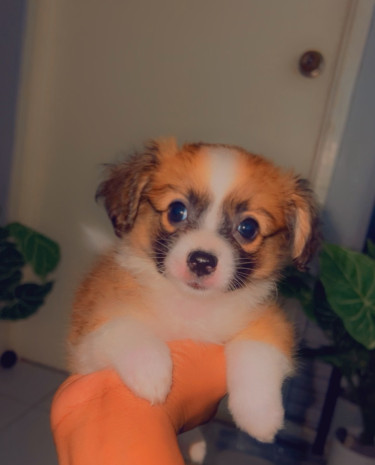 Pomeranian Mix Puppies 
