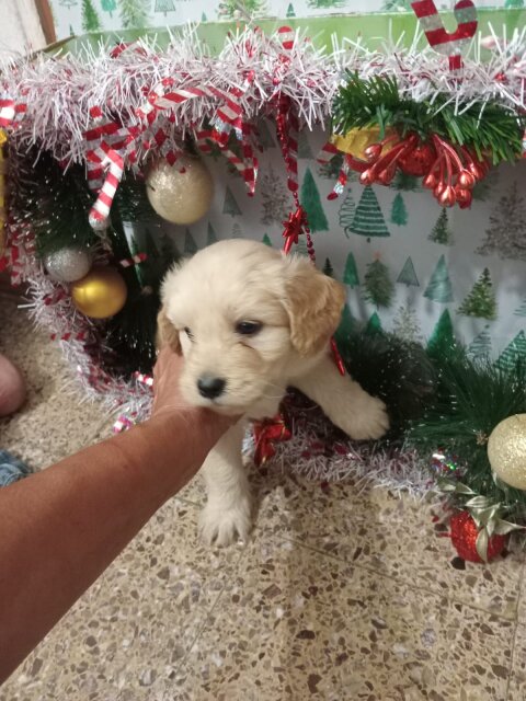 Shihtzu Puppy For Sale Dogs Kingston