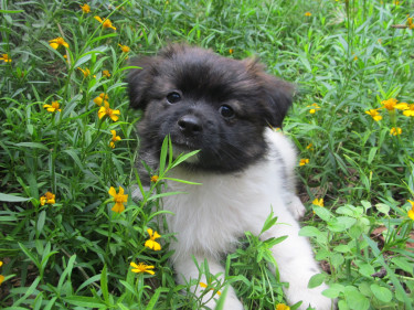 Pomeranian Cocker Saniel