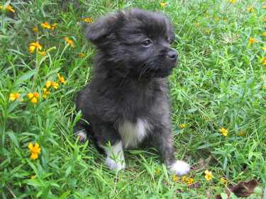 Pomeranian Cocker Saniel