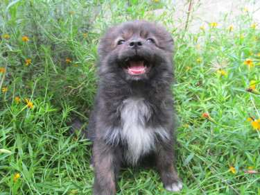 Pomeranian Cocker Saniel Dogs Kingston