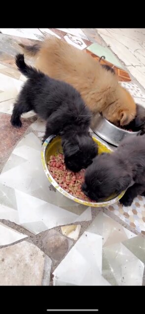 Shihtzu Pam Puppies Available