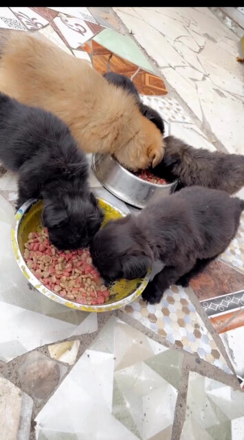 Shihtzu Pam Puppies Available