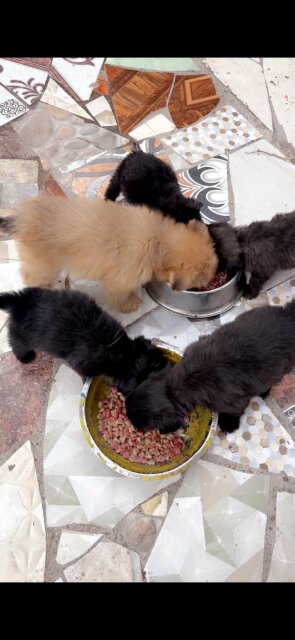 Shihtzu Pam Puppies Available Dogs Greenwich Town